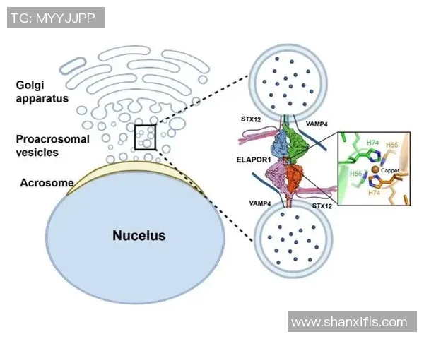 黄蜂生态与行为研究：揭示其在自然界中的独特角色与适应机制
